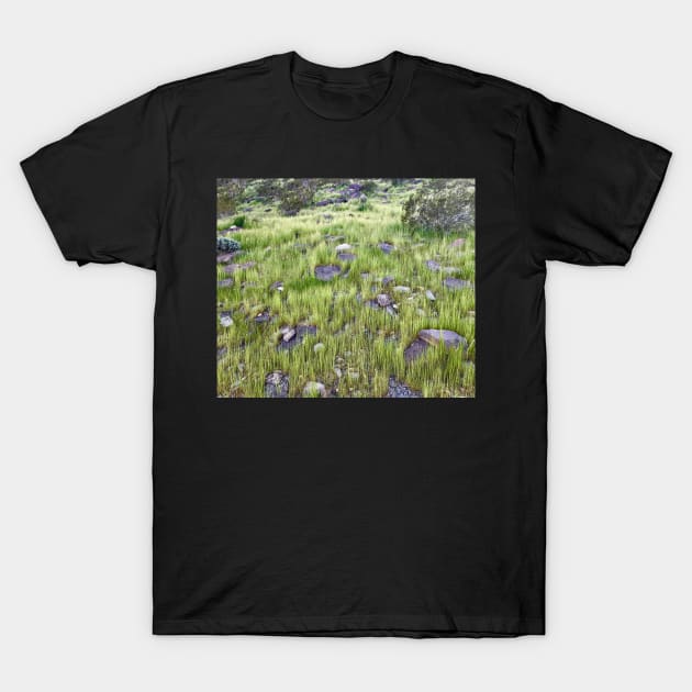 Nature's Beautiful Tall Grasses T-Shirt by egcreations